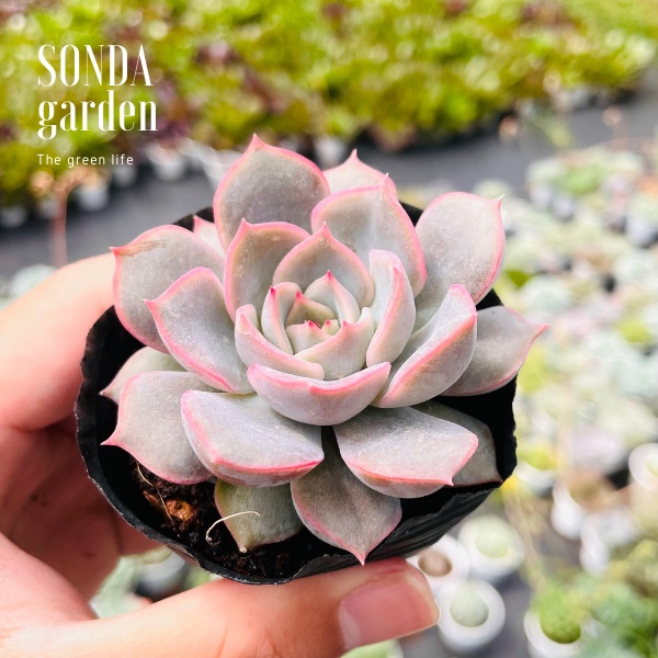 Sen đá hồng cánh cứng SONDA GARDEN size bé 5-8cm, xuất xứ Đà Lạt, khoẻ đẹp, lỗi 1 đổi 1