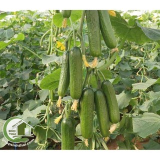 Hạt Giống Dưa Chuột - dưa leo Baby - Dưa Chuột Chùm - Nảy Mầm Cực Chuẩn