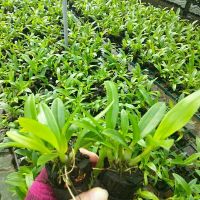 10chau lan denro cây giống