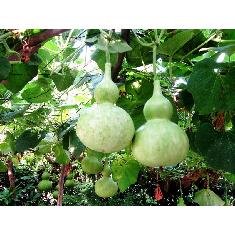 Hạt giống bầu F1 Loại siêu trái dễ trồng năng suất cao kháng sâu bệnh [ Gói 50gram,100gram,200gram ]