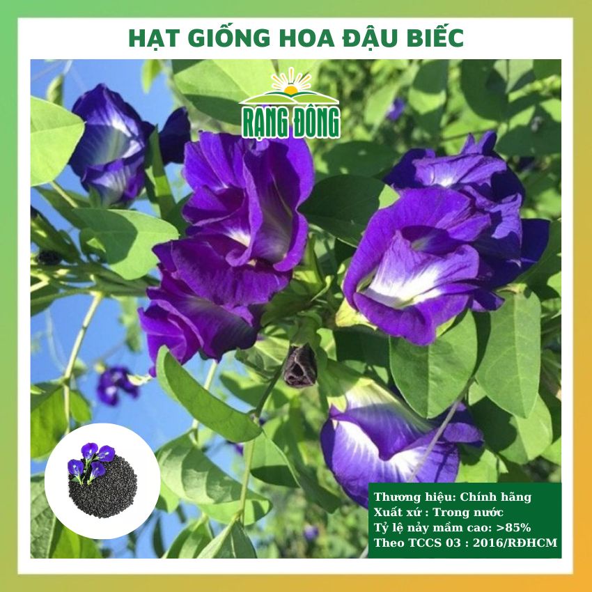 Hạt giống hoa đậu biếc leo cánh kép và cánh đơn dễ trồng, chăm sóc, tỉ lệ nảy mầm cực cao gói 2gr RADO 8610