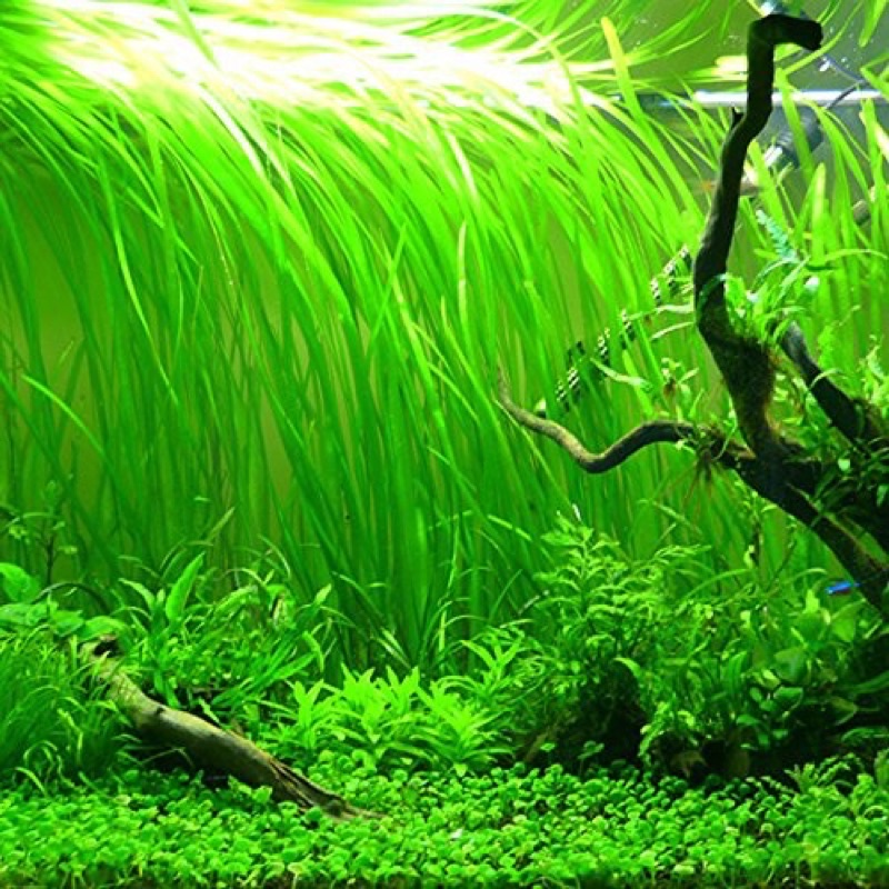 Cỏ cọp thuỷ sinh - siêu dễ trồng không cần co2 và phân nền
