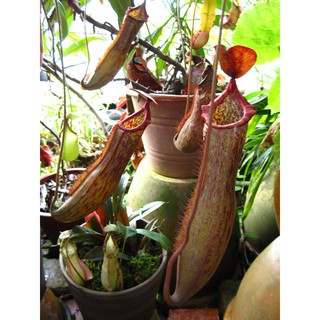 Hạt giống cây nắp ấm
