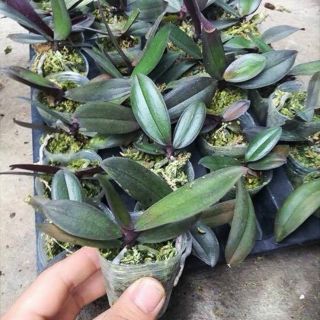 Combo 3 cây lan hồ điệp các màu 6 lá 160k