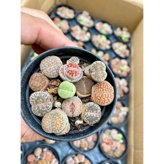 SEN MÔNG-THẠCH LAN-LITHOP