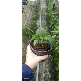 Denro chớp mini đang nụ hoa