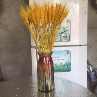 Bông Lúa Mạch Vàng Trang Trí Ngàn Năm