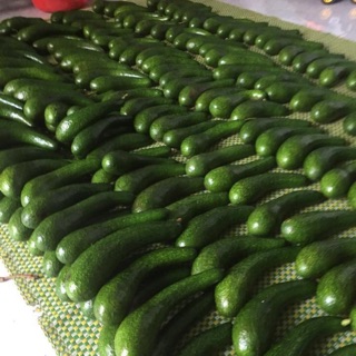 1kg Bơ 034 size 2-3 trái/kg [Đặc Sản Lâm Đồng]