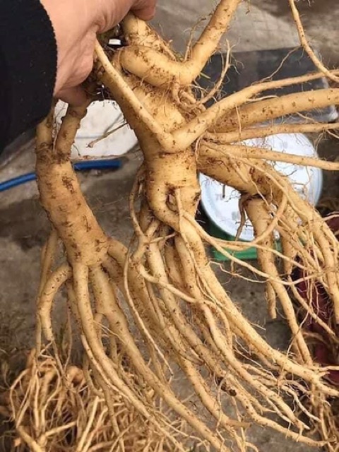 🍀🌿SÂM DÂY NGỌC LINH 10 củ ký hàng chọn ☘️🌴