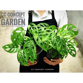 Trầu bà lỗ | Monstera adasonii