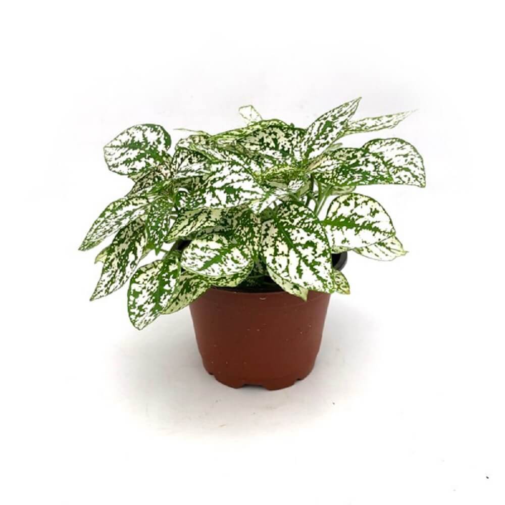 Cây Hypoestes phyllostachya White Splash (Thương Đao Dược Trắng) chậu nhựa