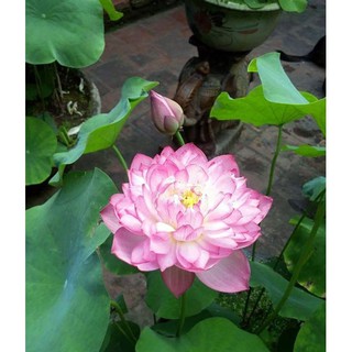 RẺ VÔ ĐỊCH - HẠT GIỐNG SEN CUNG ĐÌNH