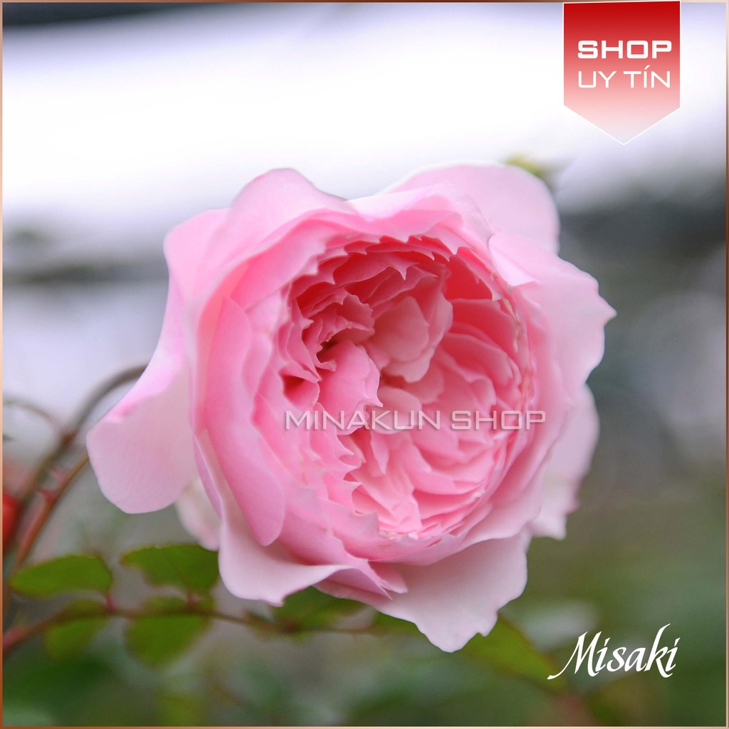 Hoa hồng ngoại Misaki siêu đẹp MinaKun Shop