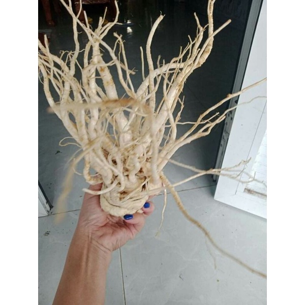 Sâm đương quy tươi Sìn Hồ Lai Châu