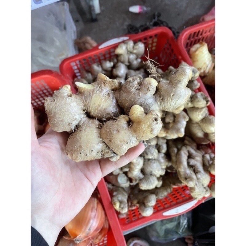 1KG CỦ GỪNG TƯƠI LOẠI 1 CỦ TO NHÀ TRỒNG