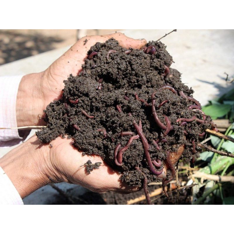 Phân trùn quế hữu cơ 0.5 KG (có giun)