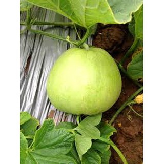 Hạt giống dưa lê siêu ngọt 1g