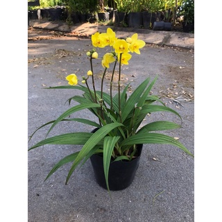 Cây lan chu đinh trồng sân vườn chịu nắng