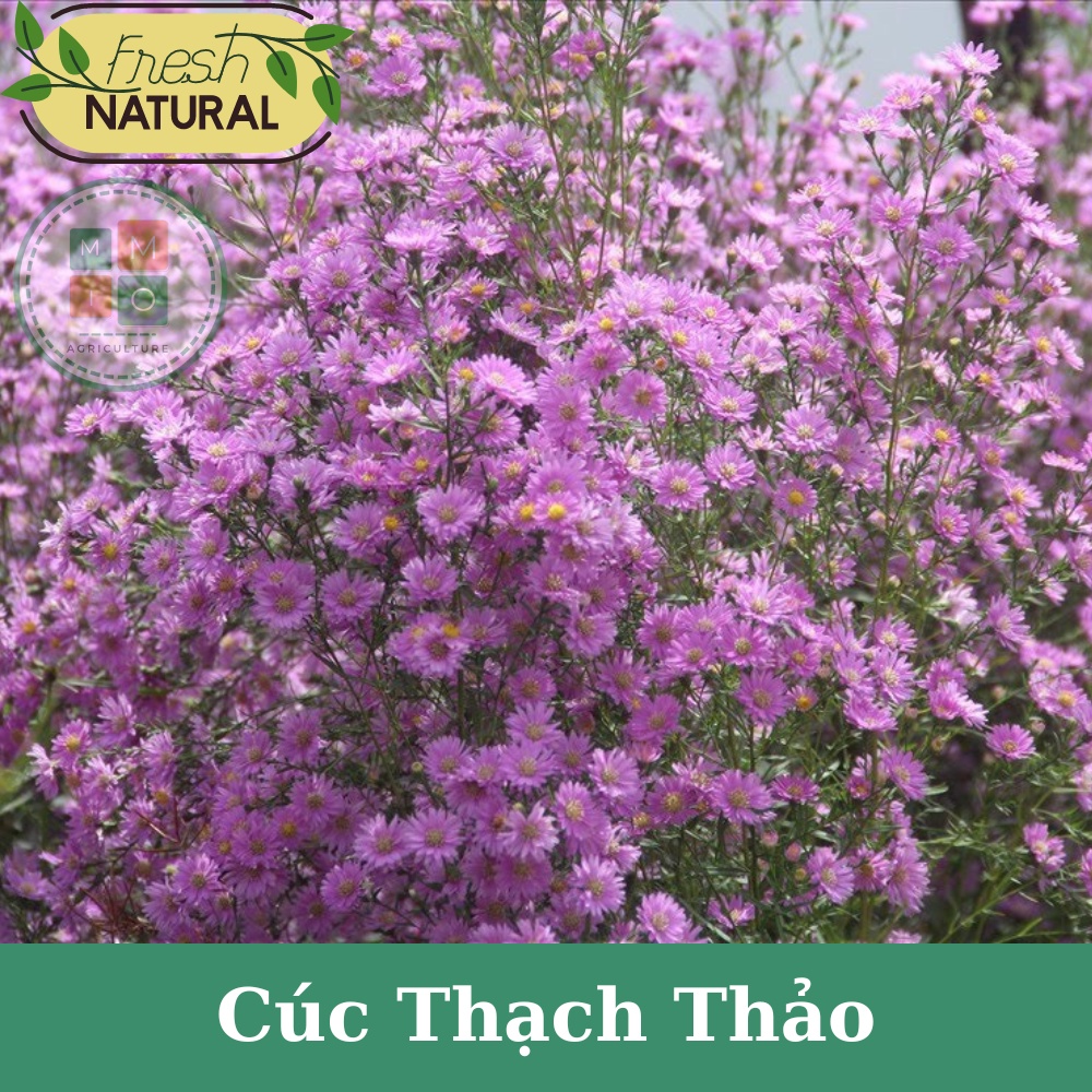 Hạt giống hoa cúc thạch thảo bốn mùa - Hoa tượng trưng cho tình yêu thủy chung