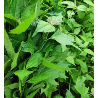 Cây cỏ lào 500g