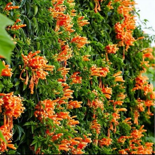 Cây chùm ớt,  Cây rạng đông
