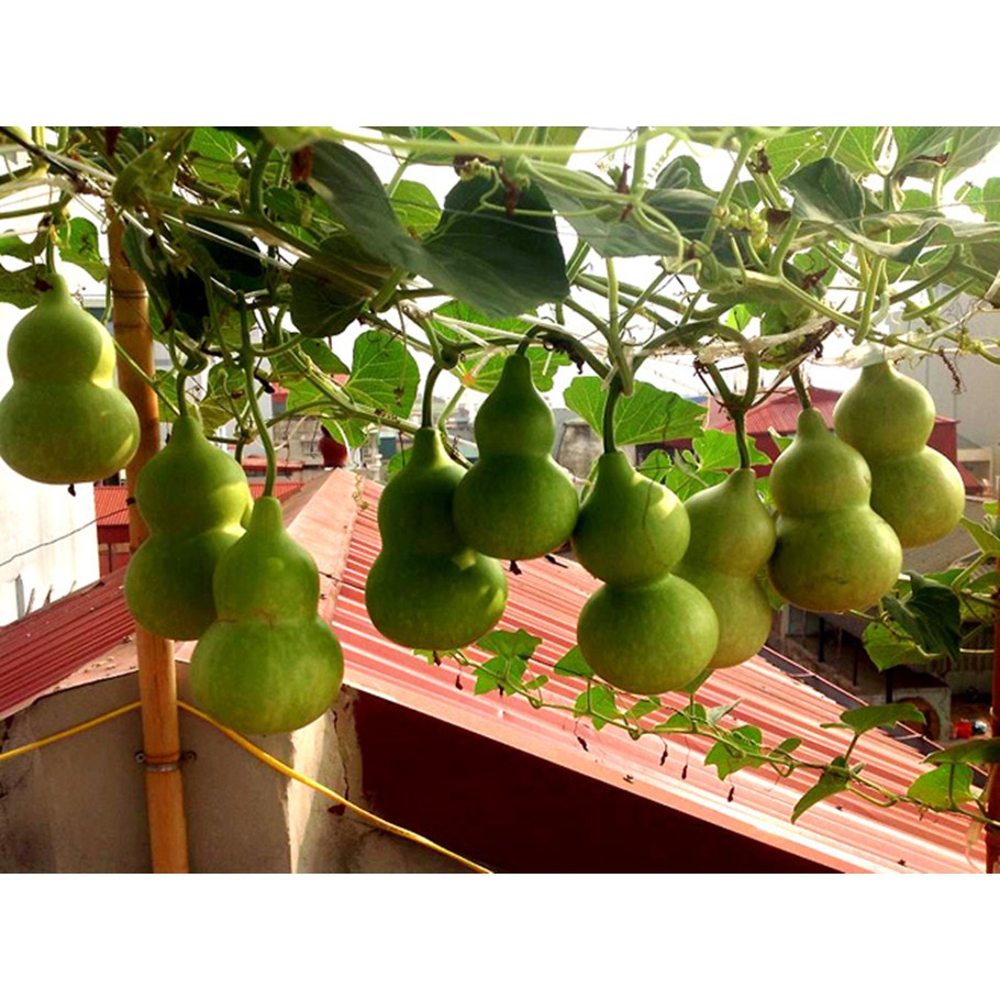 Hạt giống Bầu hồ lô mini