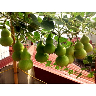 Hạt giống Bầu hồ lô mini