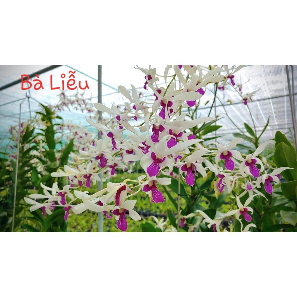 Hoa lan Bà Liễu F12