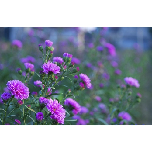 #Hạt_giống thạch thảo tím