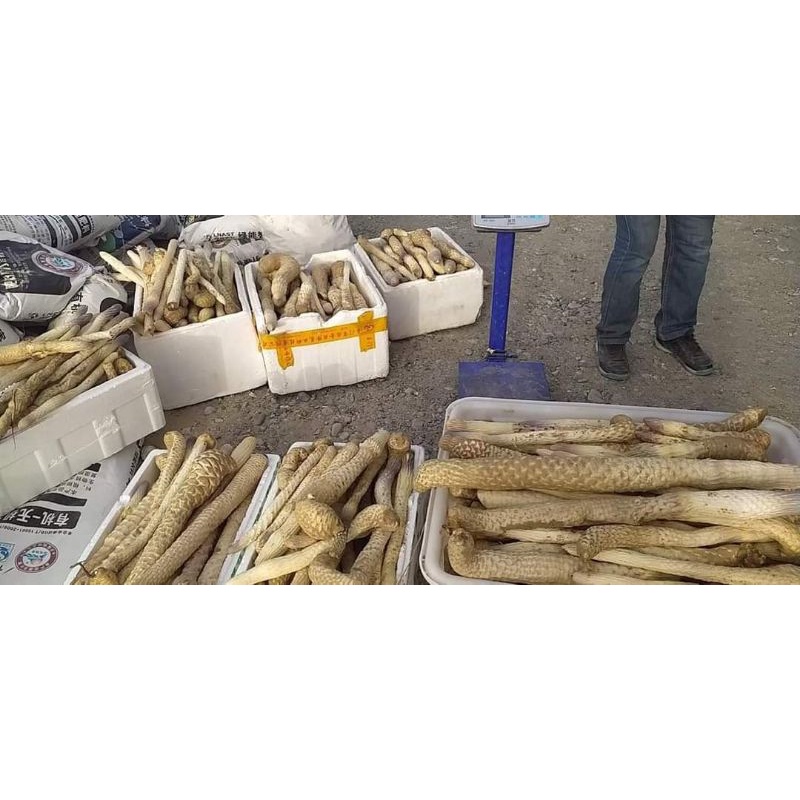 1kg nhục thung dung hàng xô loại 2