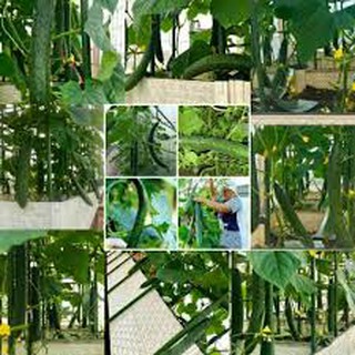 Hạt giống dưa chuột kiếm nhật🥒Đài Loan🥒 Dưa léo kiếm nhật dễ trồng sai quả