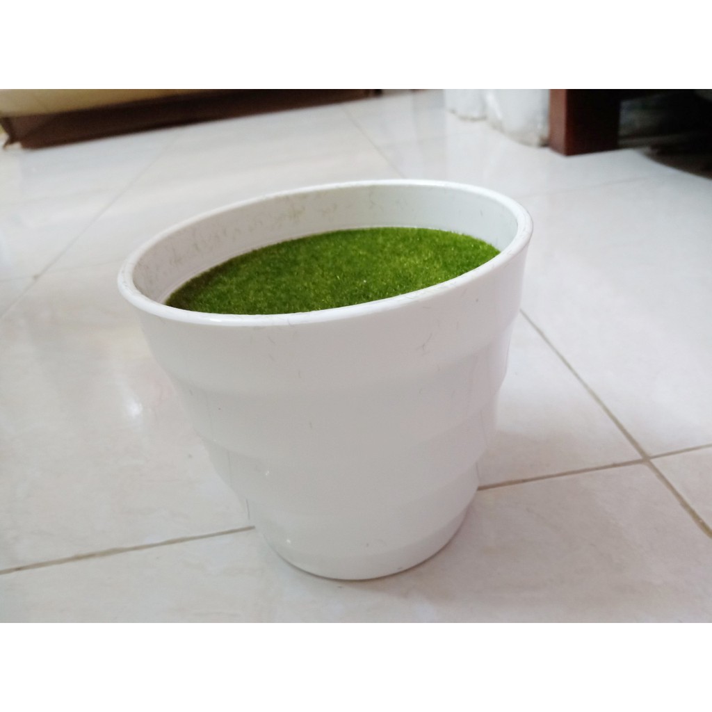 Chậu nhựa trồng cây - Có sẵn Phủ cỏ xanh