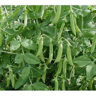 HẠT GIỐNG ĐẬU HÀ LAN GÓI 50G