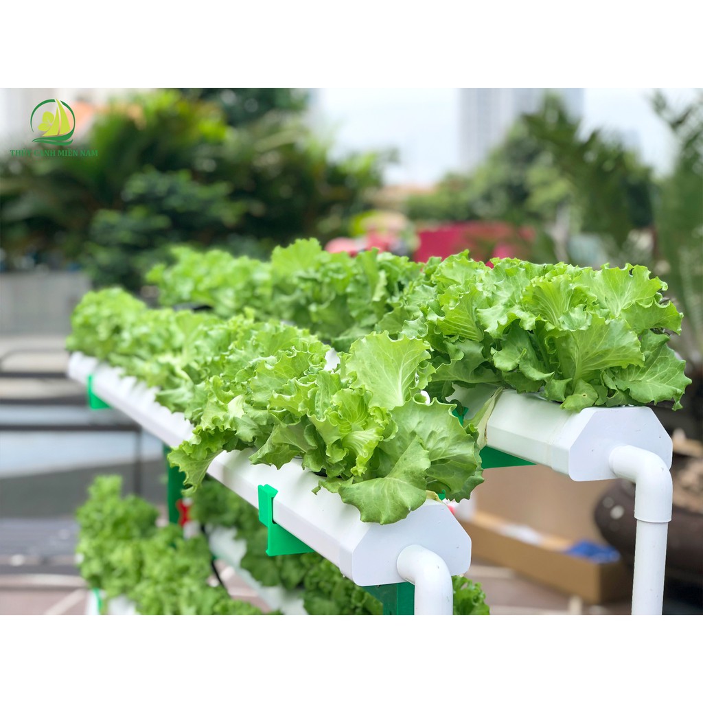 BỘ TRỒNG RAU THUỶ CANH THÔNG MINH TẠI NHÀ - GIÀN SOLE 60 LỖ