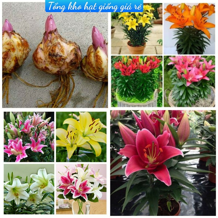 Củ ly lùn đủ màu sắc dễ trồng hoa nở đẹp (Tặng kèm phân)