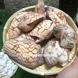 Vỏ ốc biển, vỏ ốc đá cỡ từ 8cm đến 10cm