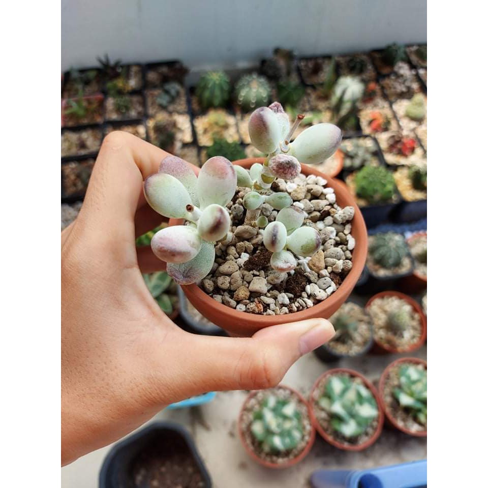 Sen đá sỏi tím