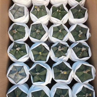 Xương rồng khế to 9cm