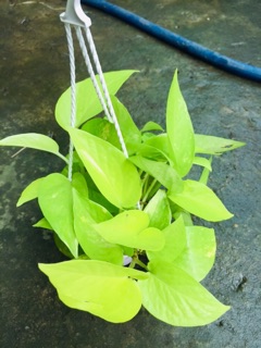 TRẦU BÀ THÁI VÀNG