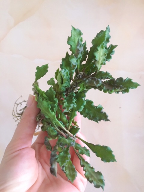Cây Euphorbia decaryi  đẹp lạ, dễ chăm