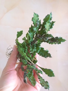 Cây Euphorbia decaryi (nhân sâm) đẹp lạ, dễ chăm