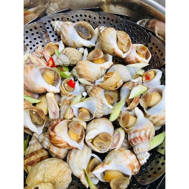 Ốc Bulot Pháp.Khay 500gram. Tặng kèm muối sữa chấm hải sản. Ốc Bulot nhập khẩu. Ship liền HCM.