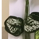 Dây lá giả, Lá in cao cấp, Dây leo trang trí. Combo 3 sp - 6m. Combo 10 sp -20m