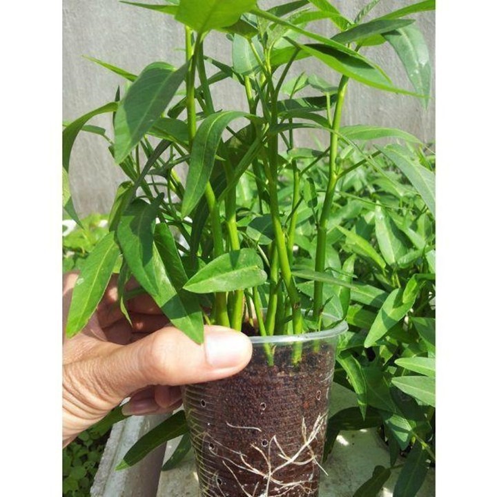 Hạt giống rau muống lá tre