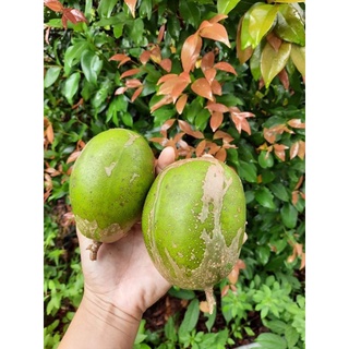 Mật ong nguyên chất