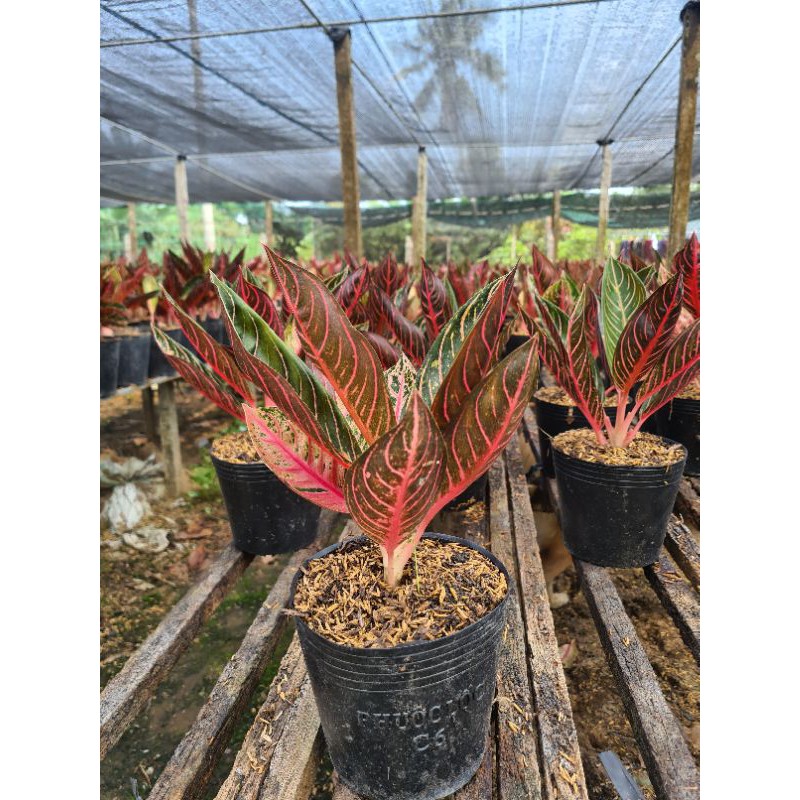 Cây Bao Thanh Thiên. Trang trí sân vườn