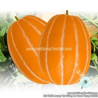 5h Hạt Giống Dưa Lê Hàn Quốc Truyền Thống TG49 (B3.504| A2*X56*M178)