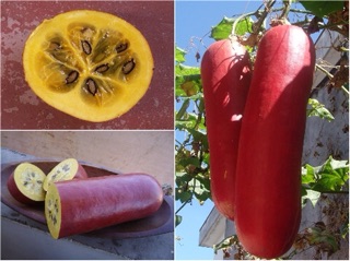 Hạt giống Dưa chuột vỏ đỏ khổng lồ