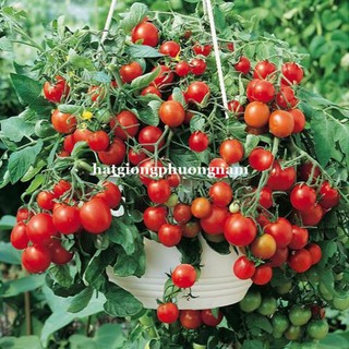 10H - hạt giống cà chua cherry rũ đỏ