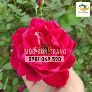 Tinh chất hồng 100ml - Mộc Sơn Trang